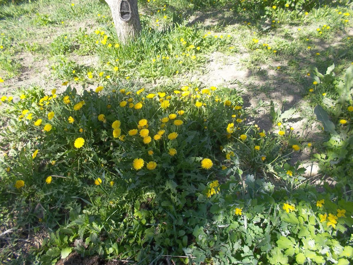 Issyk-Kul - Camping Grigoryevka Otel Grigor'yevka Dış mekan fotoğraf