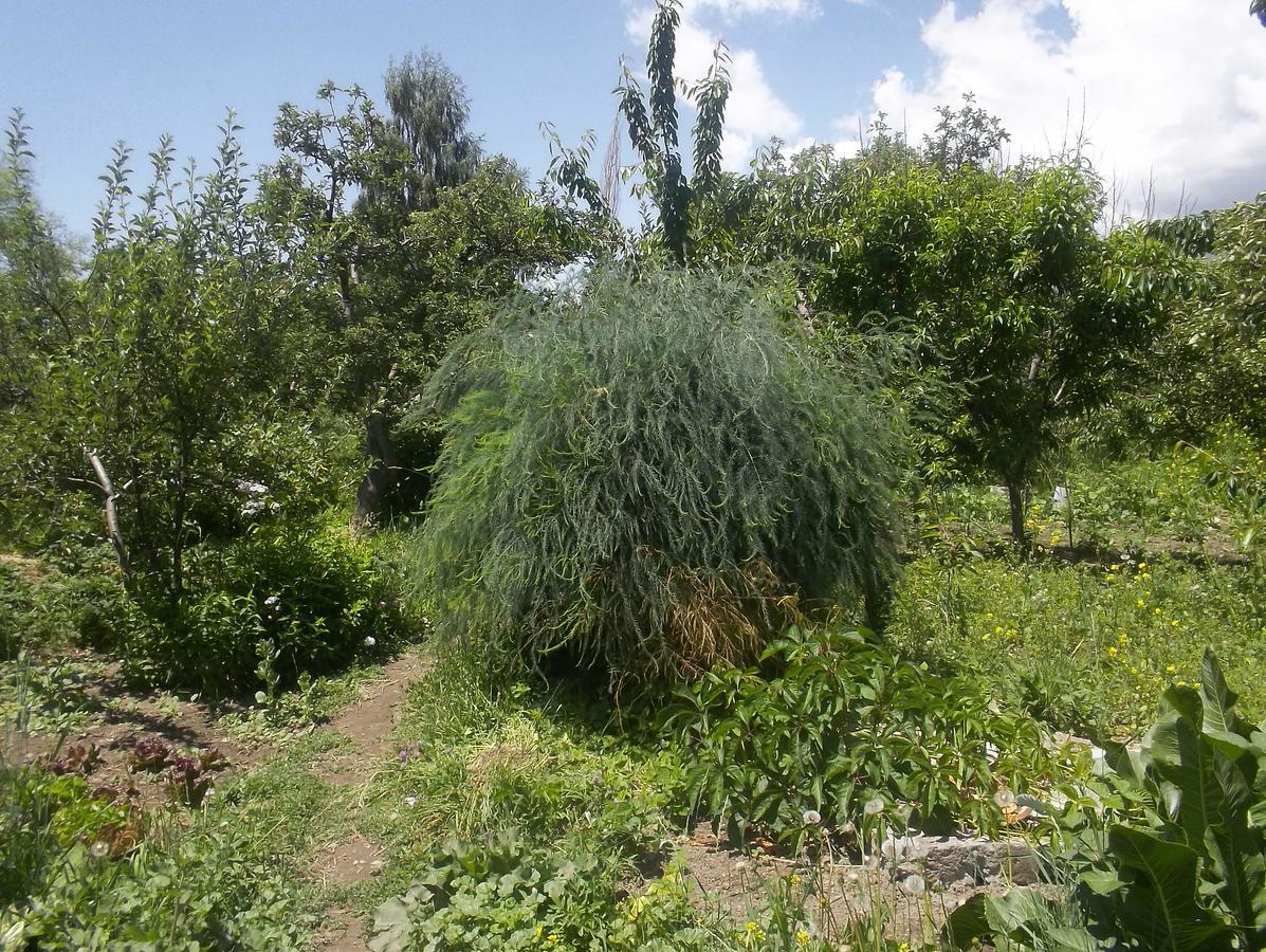 Issyk-Kul - Camping Grigoryevka Otel Grigor'yevka Dış mekan fotoğraf